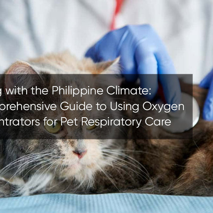 Coping with the Philippine Climate: A Comprehensive Guide to Using Oxygen Concentrators for Pet Respiratory Care